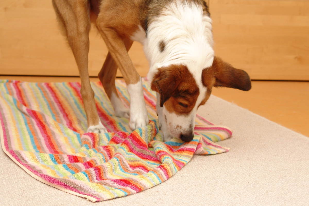 2. Der liegende Teppich SPASSMITHUND