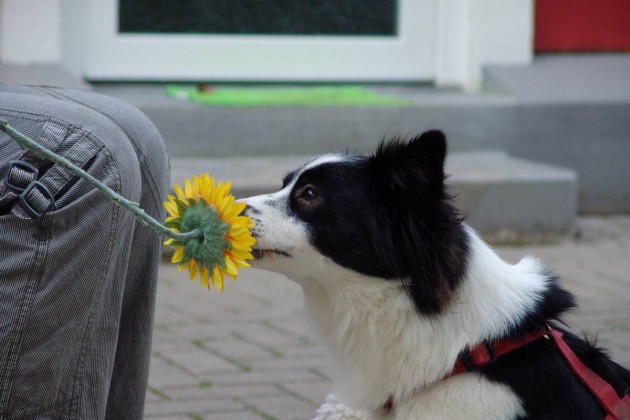 lola-blume-anstupsen