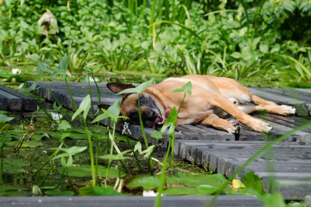 malinois-662776-sonne-teich