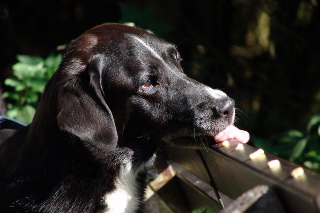 mikel-labradormix-schnüffeln-käse-parkbank