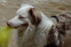 mini-aussie-pares-tuch