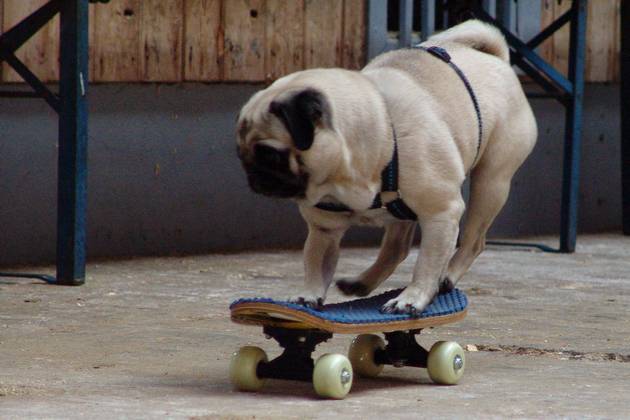 mops-pia-skateboard