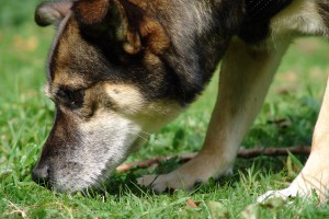 nase-am-boden