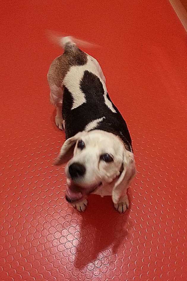 Nutellas letzte Reise SPASSMITHUND