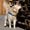 Tapetenwechsel: Erkundungs-Ausflüge mit Hund