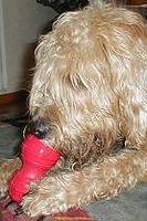 otterhound-belanca-dental-kong