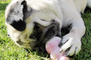 pia-mops-hundeeis-kong