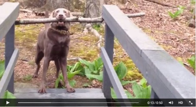 problemlösen-hund-stock