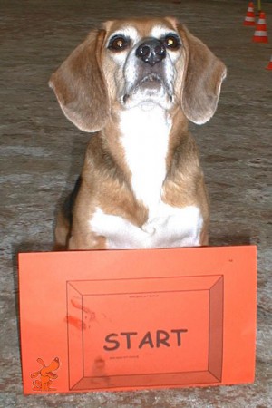 rally-obedience-asta-start