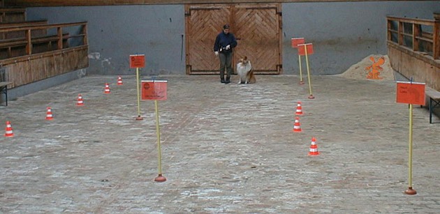 rally-obedience-parcours-halle-01