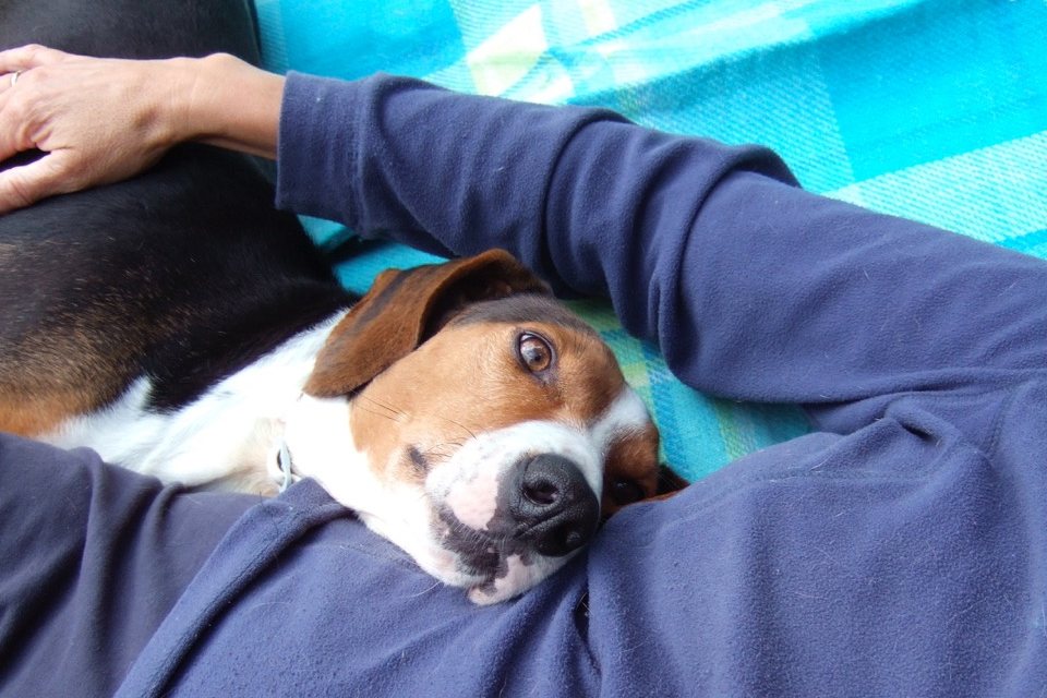 Individuelle Vorlieben individuelles Glück SPASSMITHUND