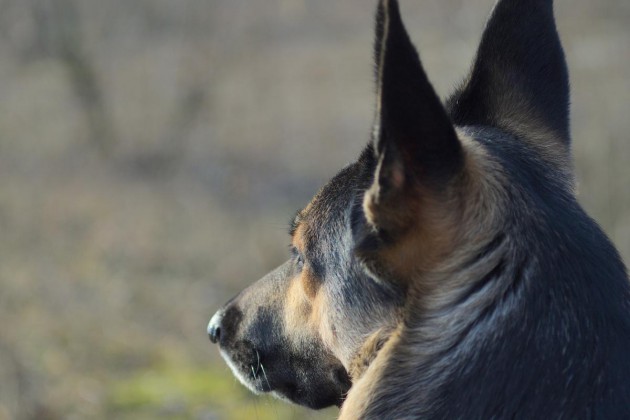 schäferhund-ohren-dog-950248