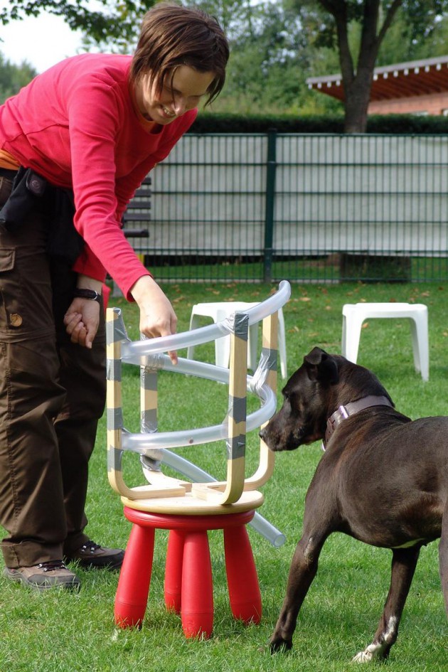 2 hunde kennenlernen