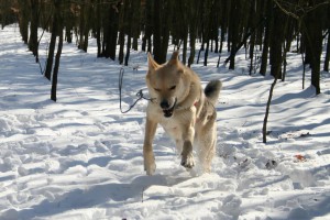 sky-schnee-freude-glück