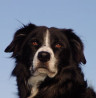 Adieu, lieber Coda!