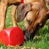 Hunde artgerecht beschäftigen – wieviel und was tut gut?