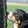 Dog-Social-Media