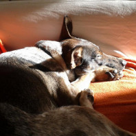 Über das Ruhe- und Schlafbedürfnis von Hunden