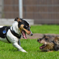 Hunde unter sich – Tipps für gutes Spiel