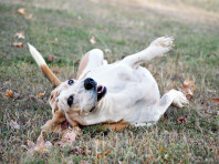 Was braucht (m)ein Hund zum Glücklichsein (online)