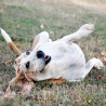 Was braucht (m)ein Hund zum Glücklichsein (online)