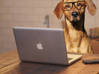 Erst der Kurs – dann der Hund (online)