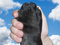Zusatzqualifikation „Trauma-Kompetenz Hund“ (Webinarreihe)