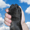 Zusatzqualifikation „Trauma-Kompetenz Hund“ (Webinarreihe)