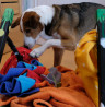 Fitte Hunde, kranke Menschen? Beschäftigung bei Bettruhe