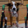 Hundespiele selbst erfinden: Indoor-Kreativkurs