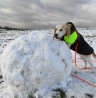Die Winterschnüffellandschaftsbauer-Challenge