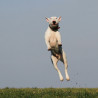 Vom Sorgenhund zum Superhund (online)