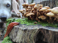 Waldbaden mit Hund (online)