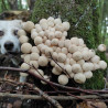 Erlebnisreich Wandern mit Hund – planen, losgehen, erleben