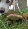 Pilz-vergnügt mit Hund