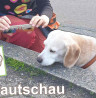 Sniffari & Krautschau