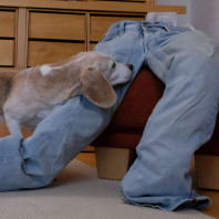 11. Phantom in Jeans