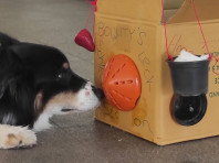 Hunde besser füttern – Kompaktfortbildung (online)