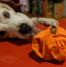 Happy-Halloween-Hundekürbis