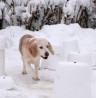 Schnüffel-Winterwunterland