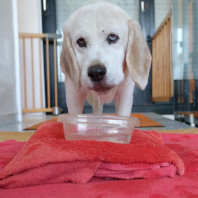 Enrichment für Kranke an heißen Tagen