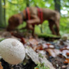 Pilz Hund Spaß! Sechs Beine auf Foto-Pirsch