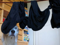 Schlüppermania: Online-Hundespiele-Mitmachstunde