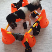 8. Cavaletti con Schlüpper