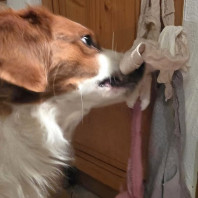 11. Schlüpper-Schlangen-Beschwörer