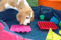 Schiff ahoi im Hundepool