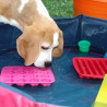 Schiff ahoi im Hundepool