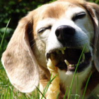 Hobbies, die alle Hunde teilen