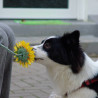 Rosenkavalier: Targettraining mit Charme