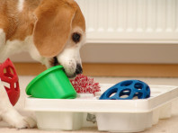 Bunte Spiel für graue Tage: Hunde indoor beschäftigen (online)